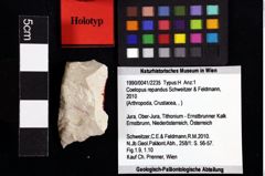 Foto (Objket + Etiketten) von Coelopus repandus (Schweitzer & Feldmann, 2010) 